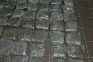 Over 150 kg of Skunk Uncovered, 7 Persons Arrested