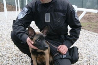 SIPA Purchased Three Belgian Shepherds to be Trained as Police Dogs